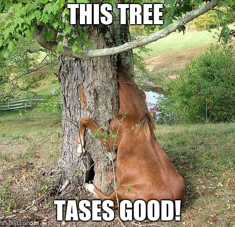 real horses | THIS TREE; TASES GOOD! | image tagged in real horses | made w/ Imgflip meme maker