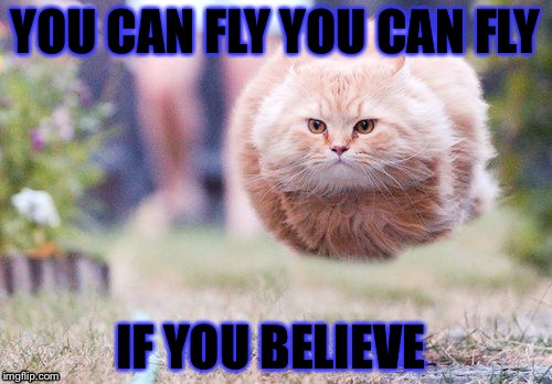 Cat | YOU CAN FLY YOU CAN FLY; IF YOU BELIEVE | image tagged in crazy cat | made w/ Imgflip meme maker
