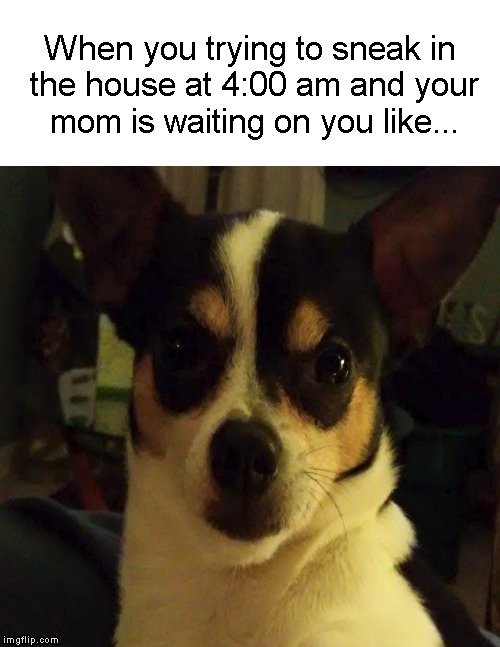 Where...have...you...been?! | When you trying to sneak in the house at 4:00 am and your mom is waiting on you like... | image tagged in funny memes,dog,mom,late night | made w/ Imgflip meme maker
