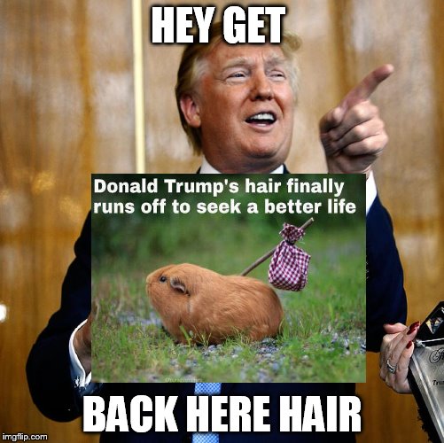 Donal Trump Birthday | HEY GET; BACK HERE HAIR | image tagged in donal trump birthday | made w/ Imgflip meme maker
