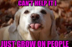 Dog Sticking Tongue Out | CAN'T HELP IT I JUST GROW ON PEOPLE | image tagged in dog sticking tongue out | made w/ Imgflip meme maker
