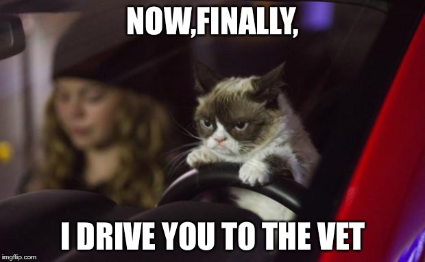 Grumpy Cat Driving | NOW,FINALLY, I DRIVE YOU TO THE VET | image tagged in grumpy cat driving | made w/ Imgflip meme maker