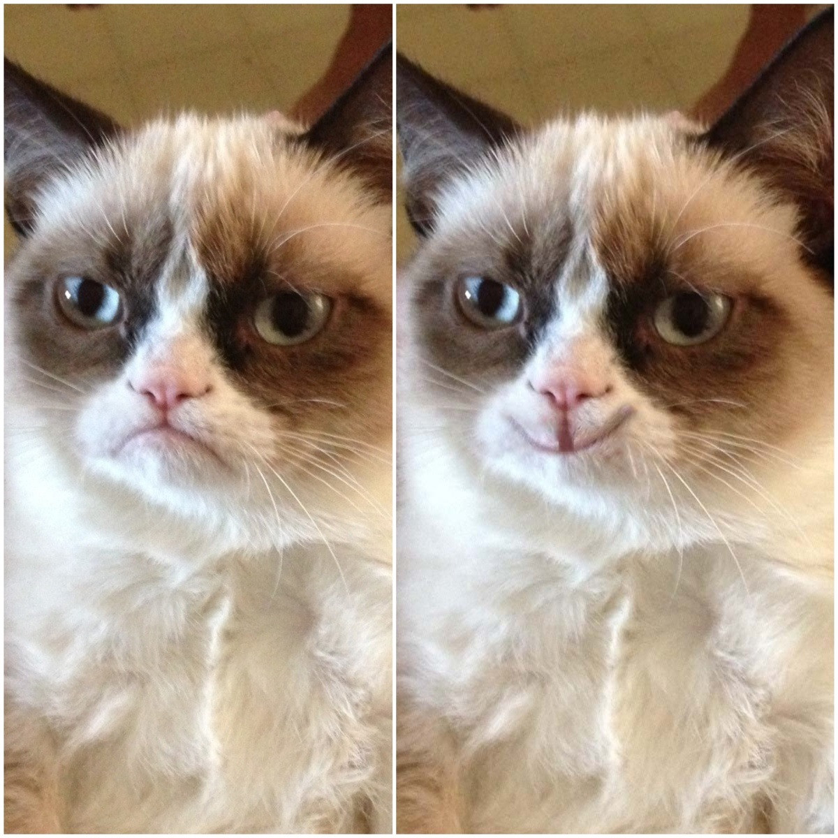 Smiling Grumpy Cat Blank Meme Template