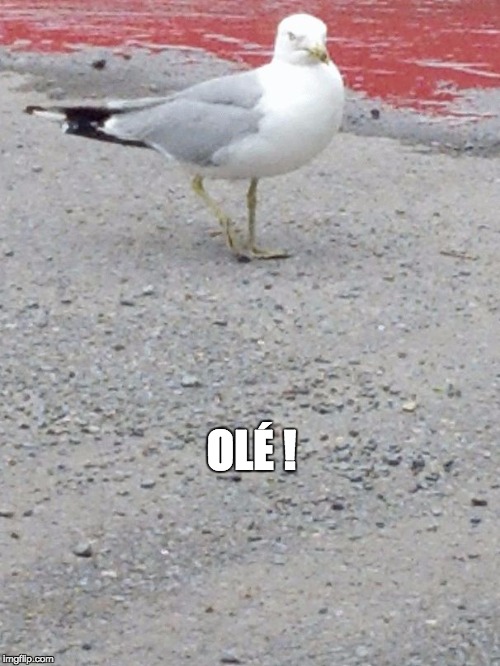 OLÉ ! | image tagged in mouette | made w/ Imgflip meme maker