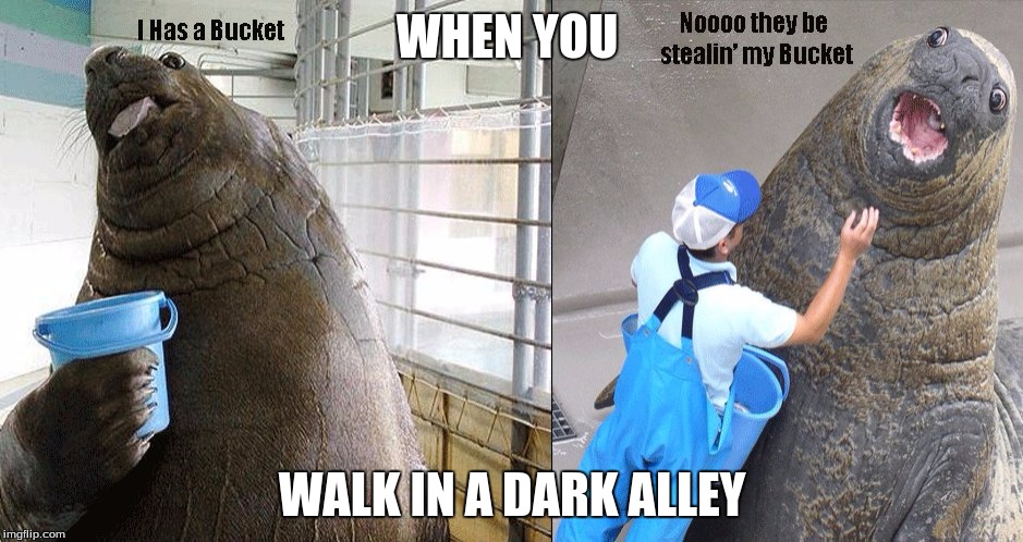 When they steal meh bucket | WHEN YOU; WALK IN A DARK ALLEY | image tagged in walrus | made w/ Imgflip meme maker