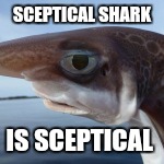 Sceptical shark | SCEPTICAL SHARK; IS SCEPTICAL | image tagged in sceptical shark | made w/ Imgflip meme maker