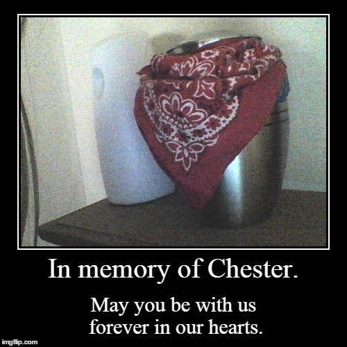 My dog has passed away.... | image tagged in sad,dog,dead | made w/ Imgflip demotivational maker