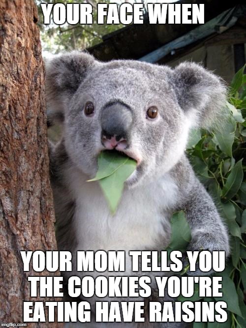 Surprised Koala Meme | YOUR FACE WHEN; YOUR MOM TELLS YOU THE COOKIES YOU'RE EATING HAVE RAISINS | image tagged in memes,surprised koala | made w/ Imgflip meme maker