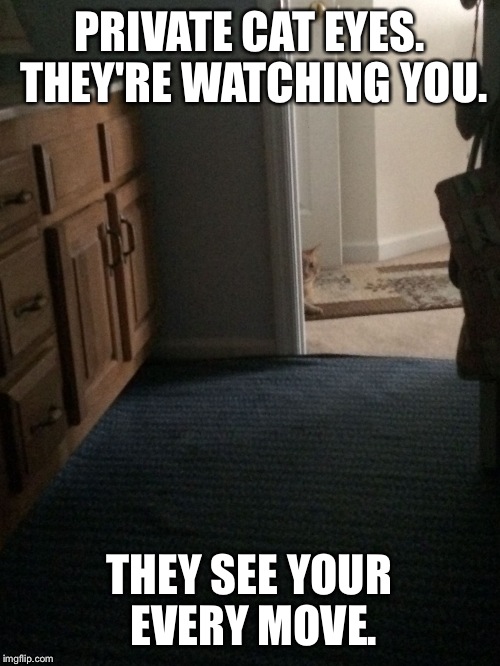 Cat Eyes | PRIVATE CAT EYES. THEY'RE WATCHING YOU. THEY SEE YOUR EVERY MOVE. | image tagged in funny,cats | made w/ Imgflip meme maker