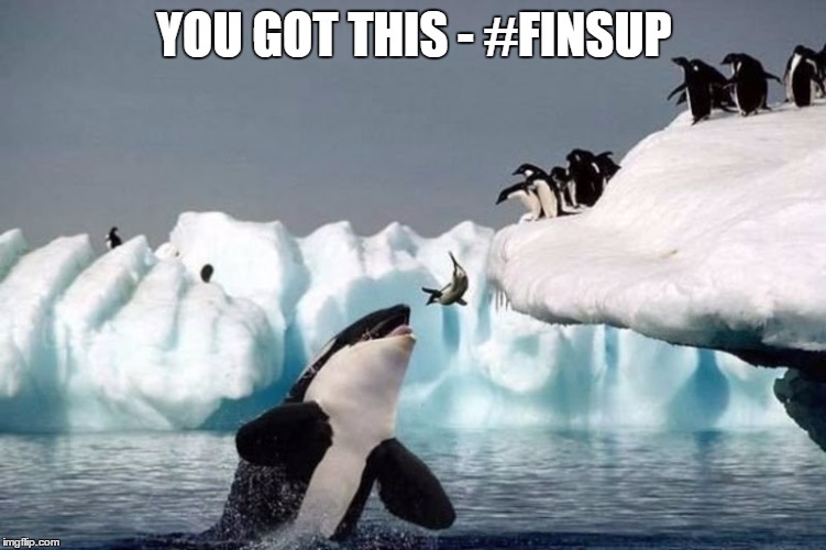 Killer Whale And Seal | YOU GOT THIS - #FINSUP | image tagged in killer whale and seal | made w/ Imgflip meme maker