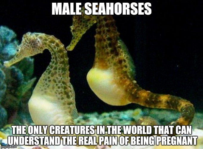Male Pregnancy | MALE SEAHORSES; THE ONLY CREATURES IN THE WORLD THAT CAN UNDERSTAND THE REAL PAIN OF BEING PREGNANT | image tagged in seahorses | made w/ Imgflip meme maker