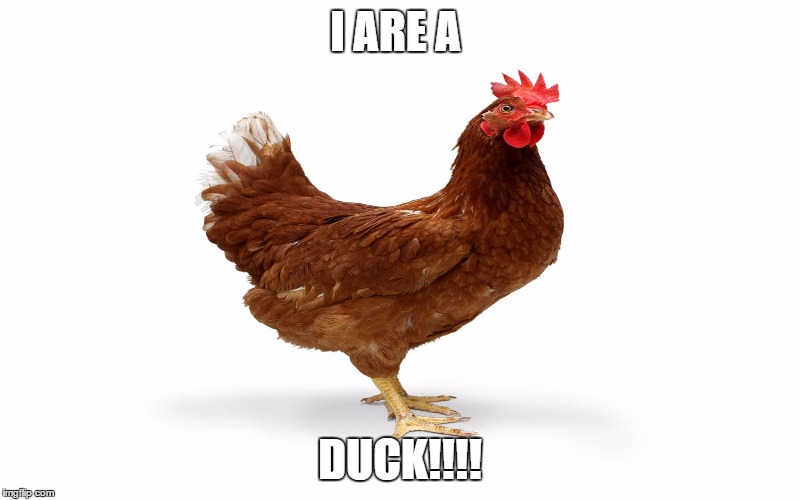 dUCK | I ARE A; DUCK!!!! | image tagged in chicken,duck,chickens,ducks | made w/ Imgflip meme maker