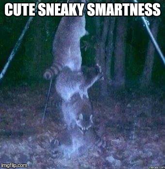 racoons | CUTE SNEAKY SMARTNESS | image tagged in racoons | made w/ Imgflip meme maker
