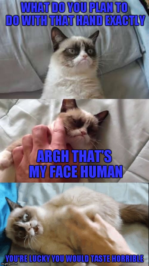 Pet at your own risk! | WHAT DO YOU PLAN TO DO WITH THAT HAND EXACTLY; ARGH THAT'S MY FACE HUMAN; YOU'RE LUCKY YOU WOULD TASTE HORRIBLE | image tagged in grumpy don't do puns | made w/ Imgflip meme maker
