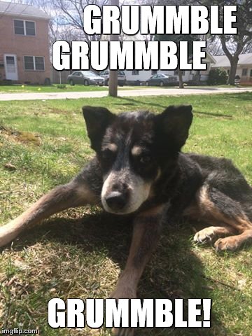 GRUMMBLE GRUMMBLE; GRUMMBLE! | image tagged in jess | made w/ Imgflip meme maker