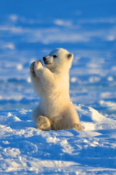 Polar bear clapping  Blank Meme Template