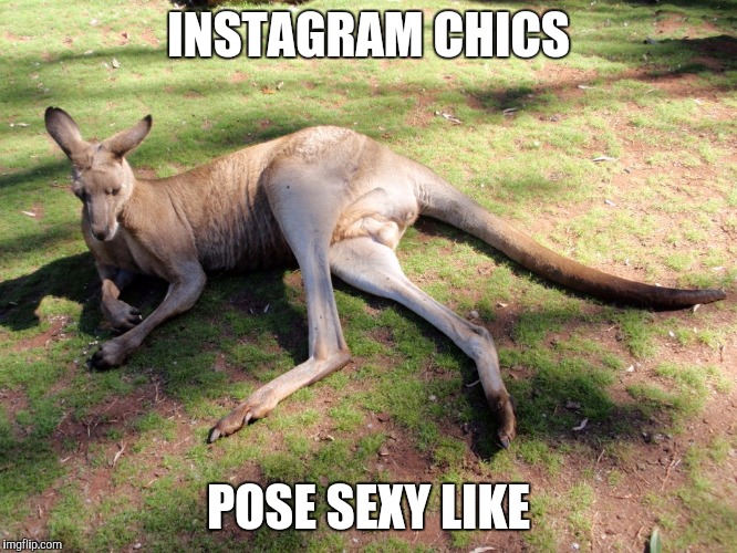 Instagram | INSTAGRAM CHICS; POSE SEXY LIKE | image tagged in kangaroo,instagram,hoes,chics,sexy pose | made w/ Imgflip meme maker