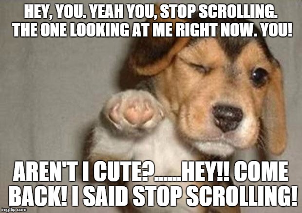 Narcissistic Puppy  | HEY, YOU. YEAH YOU, STOP SCROLLING. THE ONE LOOKING AT ME RIGHT NOW. YOU! AREN'T I CUTE?......HEY!! COME BACK! I SAID STOP SCROLLING! | image tagged in pointing puppy,memes,dad joke dog,original meme | made w/ Imgflip meme maker