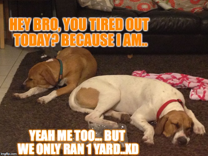 HEY BRO, YOU TIRED OUT TODAY? BECAUSE
I AM.. YEAH ME TOO... BUT WE ONLY RAN 1 YARD..XD | image tagged in dogs | made w/ Imgflip meme maker