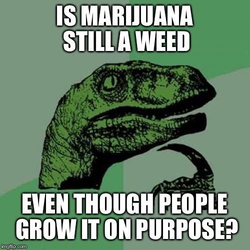 Is Philosoraptor high? | IS MARIJUANA STILL A WEED; EVEN THOUGH PEOPLE GROW IT ON PURPOSE? | image tagged in memes,philosoraptor,marijuana,pothead,weed | made w/ Imgflip meme maker