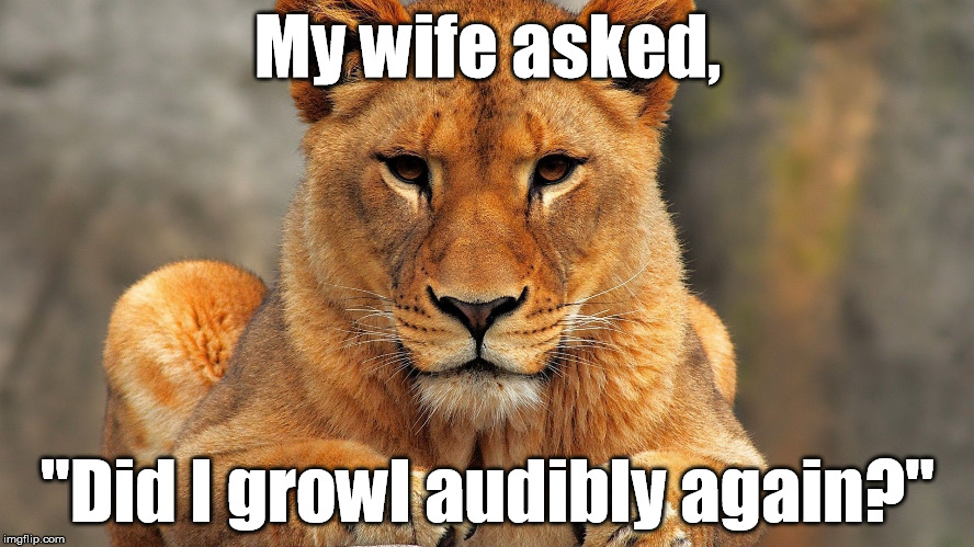 True Story | My wife asked, "Did I growl audibly again?" | image tagged in lioness,wife | made w/ Imgflip meme maker
