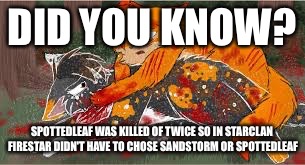 DID YOU KNOW? SPOTTEDLEAF WAS KILLED OF TWICE SO IN STARCLAN FIRESTAR DIDN'T HAVE TO CHOSE SANDSTORM OR SPOTTEDLEAF | image tagged in memes | made w/ Imgflip meme maker