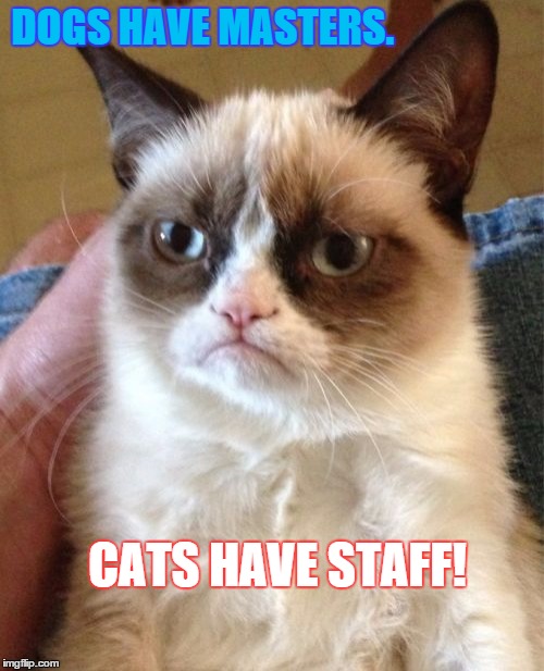 Grumpy Cat | DOGS HAVE MASTERS. CATS HAVE STAFF! | image tagged in memes,grumpy cat,parasite,paxxx | made w/ Imgflip meme maker