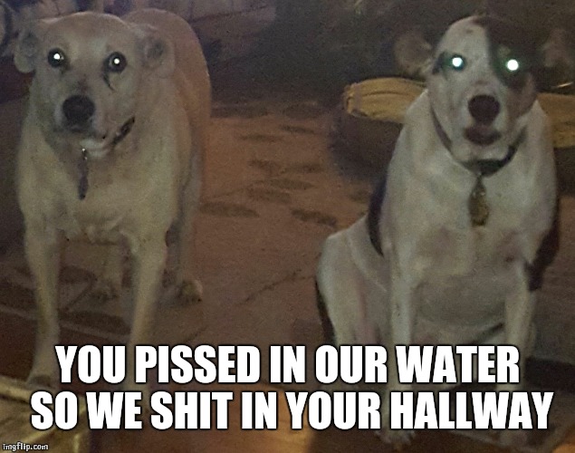 Zombie Dogs | YOU PISSED IN OUR WATER SO WE SHIT IN YOUR HALLWAY | image tagged in zombie dogs | made w/ Imgflip meme maker