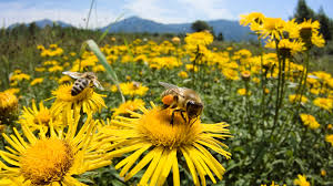 Bee and Flower Blank Meme Template