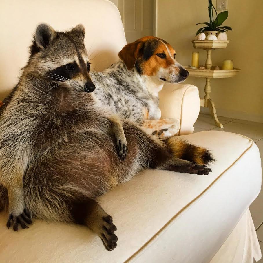 High Quality Racoon tv Blank Meme Template