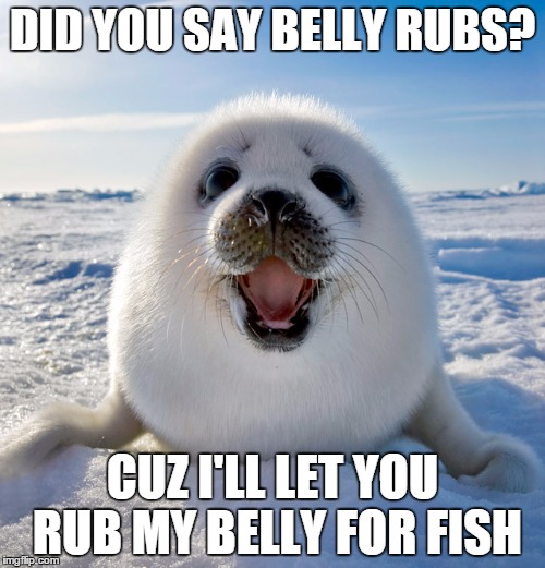 DID YOU SAY BELLY RUBS? CUZ I'LL LET YOU RUB MY BELLY FOR FISH | image tagged in seal smiling | made w/ Imgflip meme maker