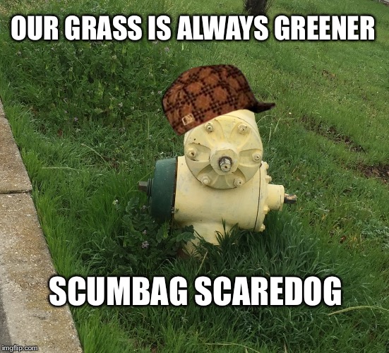OUR GRASS IS ALWAYS GREENER; SCUMBAG SCAREDOG | image tagged in neighborhood fire hydrant,scumbag | made w/ Imgflip meme maker