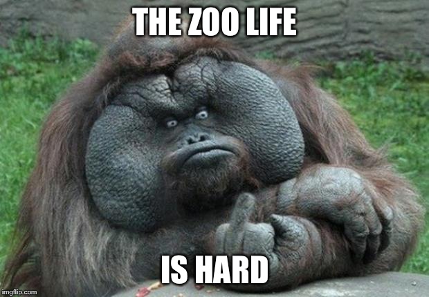 animal | THE ZOO LIFE; IS HARD | image tagged in animal | made w/ Imgflip meme maker