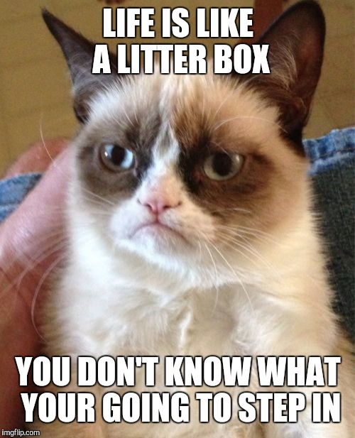 Grumpy cat philosophy | LIFE IS LIKE A LITTER BOX; YOU DON'T KNOW WHAT YOUR GOING TO STEP IN | image tagged in memes,grumpy cat,philosophy,funny,forrest gump | made w/ Imgflip meme maker