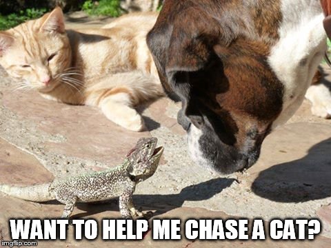 Want to help me chase a cat? | WANT TO HELP ME CHASE A CAT? | image tagged in cat,dog,lizard,chase | made w/ Imgflip meme maker