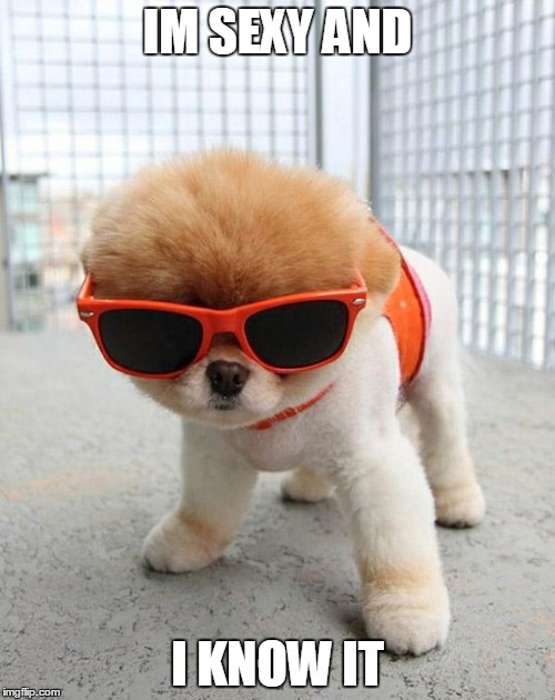 Cute Puppies | IM SEXY AND; I KNOW IT | image tagged in cute puppies | made w/ Imgflip meme maker