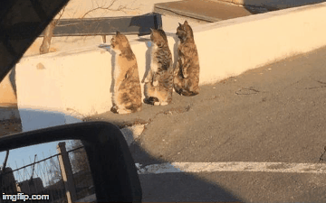 Distracting cats | image tagged in gifs,cats,pusspusspuss | made w/ Imgflip images-to-gif maker