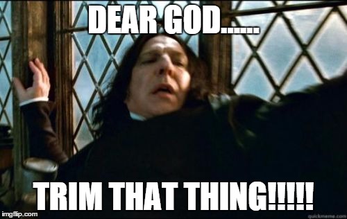 Snape | DEAR GOD...... TRIM THAT THING!!!!! | image tagged in memes,snape | made w/ Imgflip meme maker