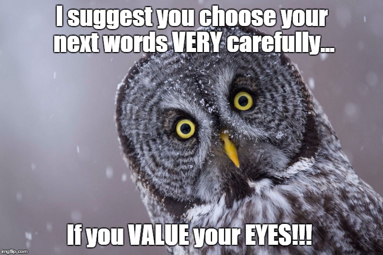 I suggest you choose your next words VERY carefully... If you VALUE your EYES!!! | image tagged in wtf owl | made w/ Imgflip meme maker
