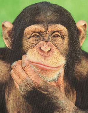 chimpanzee thinking Blank Meme Template