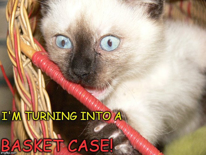 Googly Eyes! | I'M TURNING INTO A; BASKET CASE! | image tagged in funny cats,cats,kittens,juniper berry,napoleon munchkin | made w/ Imgflip meme maker