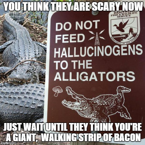  YOU THINK THEY ARE SCARY NOW; JUST WAIT UNTIL THEY THINK YOU'RE A GIANT,  WALKING STRIP OF BACON | image tagged in gators on drugs | made w/ Imgflip meme maker