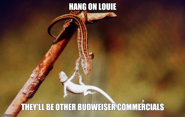 HANG ON LOUIE; THEY'LL BE OTHER BUDWEISER COMMERCIALS | image tagged in budweiser,lizard,beer,reptile | made w/ Imgflip meme maker