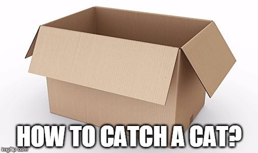 How to catch a cat? | HOW TO CATCH A CAT? | image tagged in empty cardboard box,catch cat,how to,catch,cat,memes | made w/ Imgflip meme maker