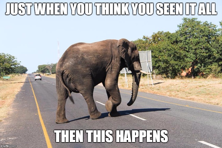 JUST WHEN YOU THINK YOU SEEN IT ALL; THEN THIS HAPPENS | image tagged in elephant | made w/ Imgflip meme maker