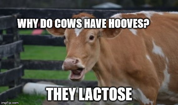 WHY DO COWS HAVE HOOVES? THEY LACTOSE | made w/ Imgflip meme maker