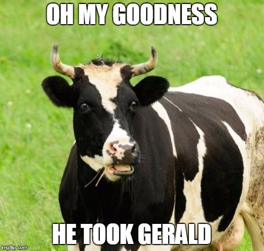 cows | OH MY GOODNESS; HE TOOK GERALD | image tagged in cows | made w/ Imgflip meme maker
