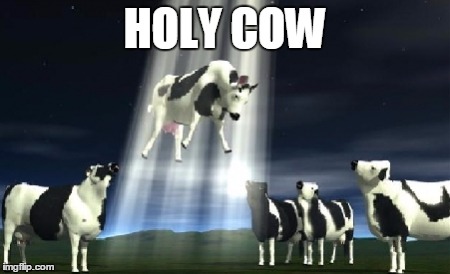 Cows flying  |  HOLY COW | image tagged in cows flying | made w/ Imgflip meme maker