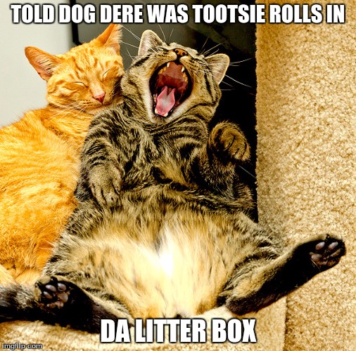 Cat Laughing | TOLD DOG DERE WAS TOOTSIE ROLLS IN; DA LITTER BOX | image tagged in funny,cats,litterbox,dog,cat,dogs | made w/ Imgflip meme maker