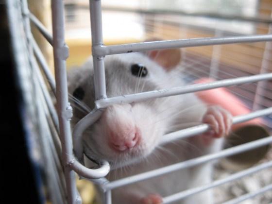 Rat in a Cage Blank Meme Template